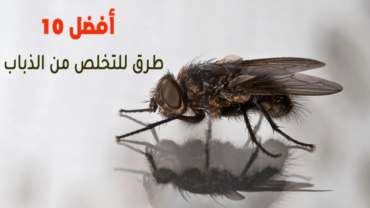 أفضل 10 طرق للتخلص من الذباب