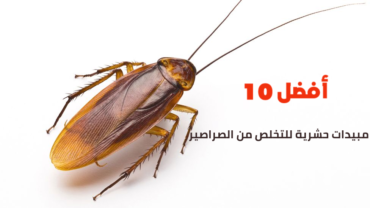 أفضل 10 مبيدات حشرية للتخلص من الصراصير