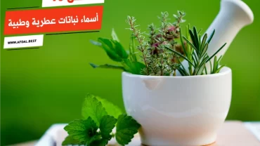 أفضل 10 أسماء نباتات عطرية وطبية