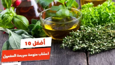 أفضل 10 أعشاب منومة سريعة المفعول