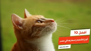 أفضل 10 أنواع القطط واسعارها في مصر