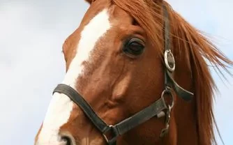 الخيل