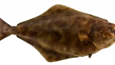 سمك الهلبوت/ Halibut Fish