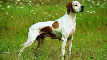 كلاب البونتر / English Pointer