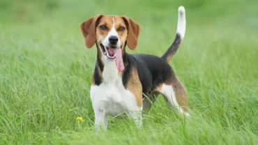 كلاب الفوكس هوند الأمريكية / American Foxhound