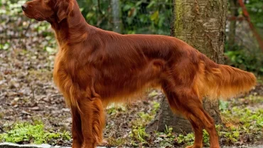 كلب السيتر الايرلندي / Irish Setter